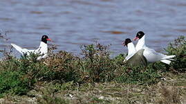 Mouette mélanocéphale