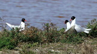 Mediterranean Gull