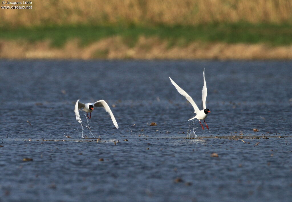 Mouette mélanocéphale