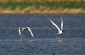 Mouette mélanocéphale