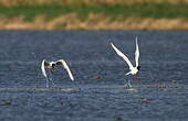 Mouette mélanocéphale