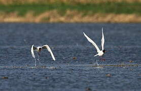 Mouette mélanocéphale