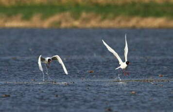 Mouette mélanocéphale