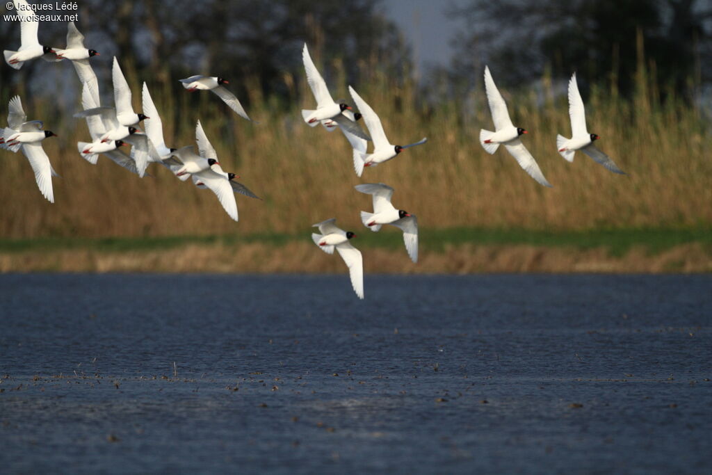 Mouette mélanocéphale