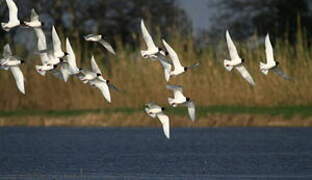 Mouette mélanocéphale