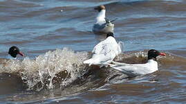 Mouette mélanocéphale