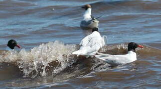 Mediterranean Gull