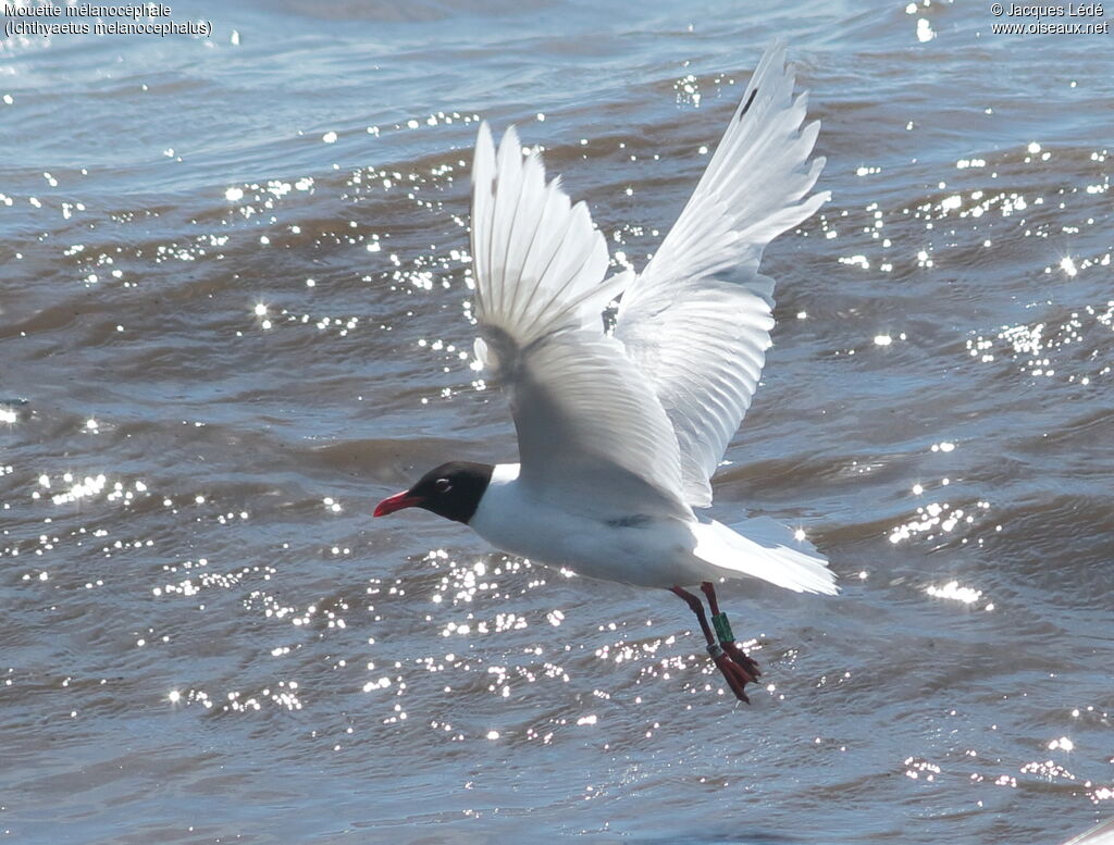 Mediterranean Gull