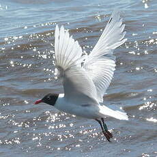 Mouette mélanocéphale