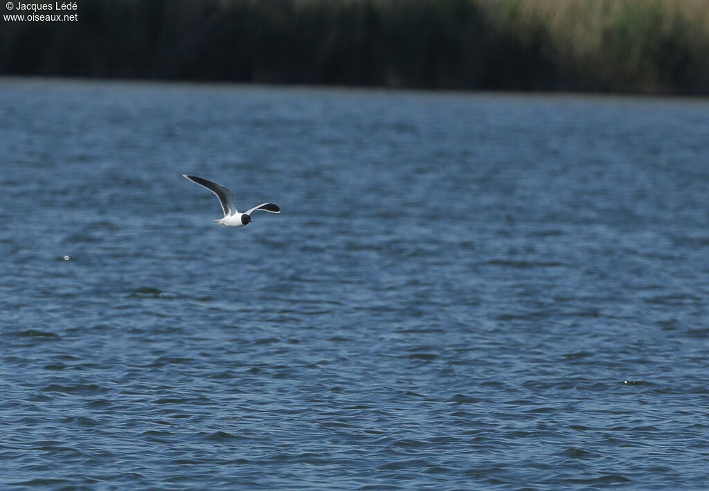 Little Gull