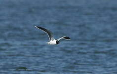 Mouette pygmée