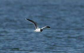 Little Gull