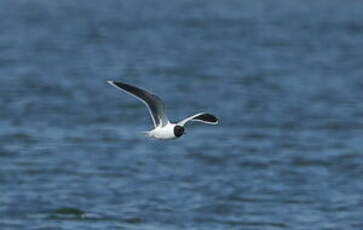 Mouette pygmée