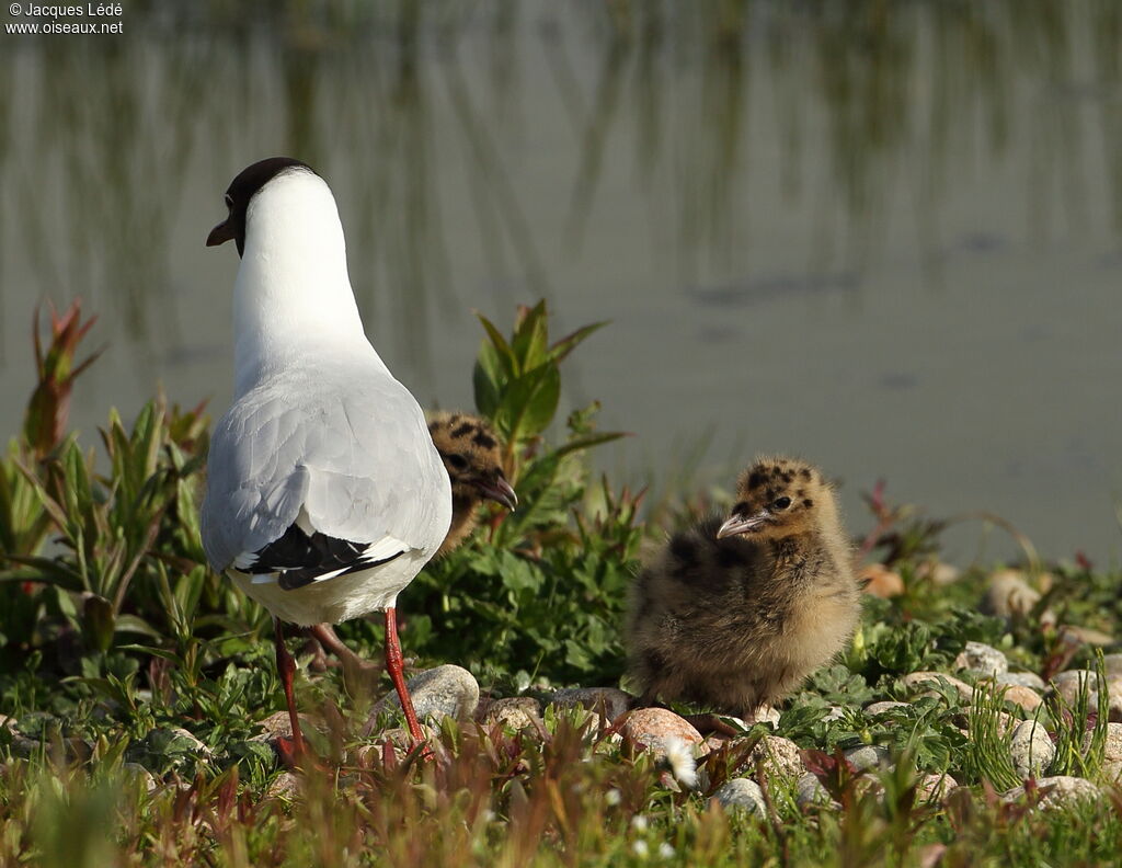 Black-headed Gull