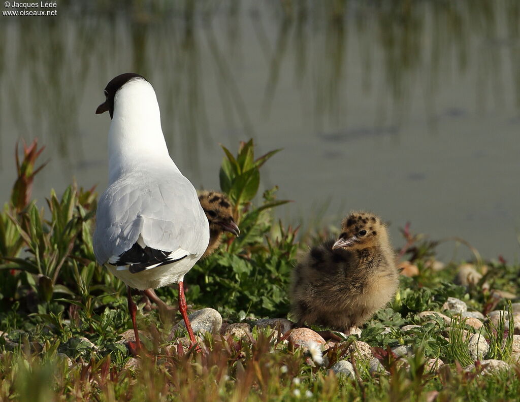 Mouette rieuse