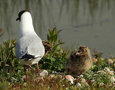 Mouette rieuse