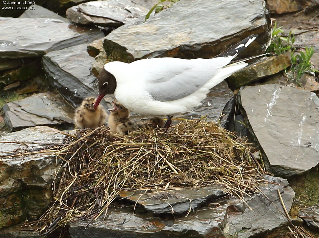 Black-headed Gull