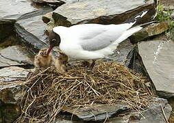 Mouette rieuse