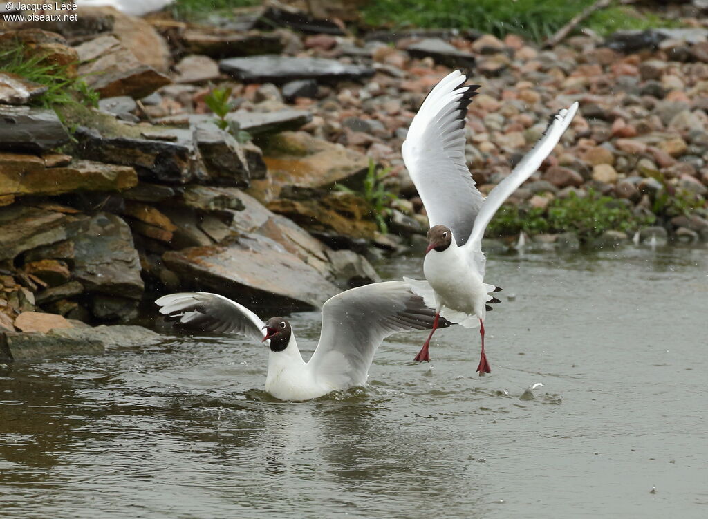 Black-headed Gull