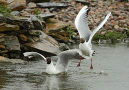 Mouette rieuse