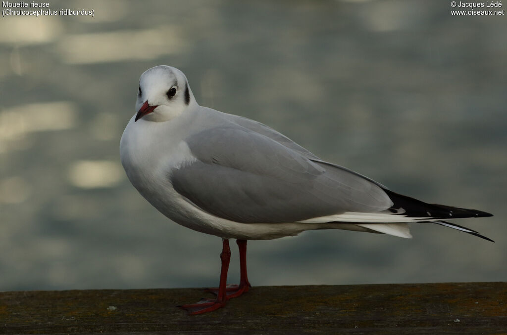 Mouette rieuse