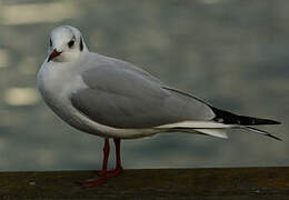 Mouette rieuse