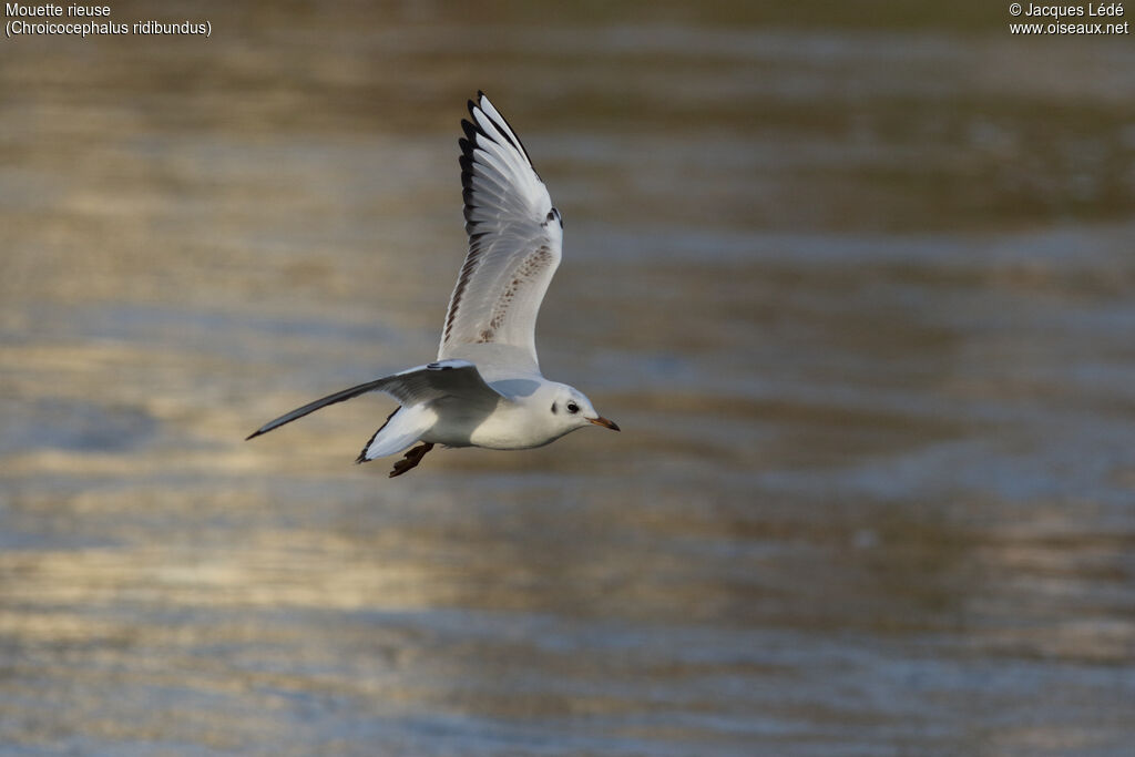 Mouette rieuse