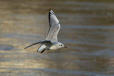 Mouette rieuse