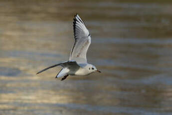 Mouette rieuse