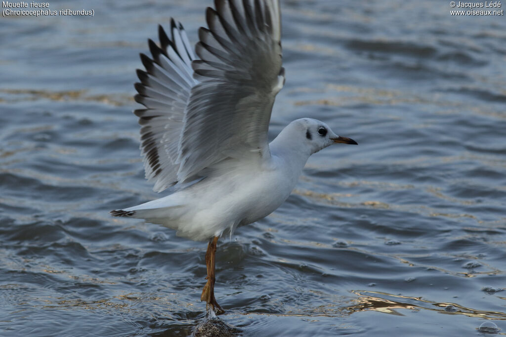 Mouette rieuse