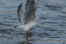 Mouette rieuse