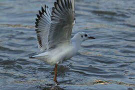 Black-headed Gull