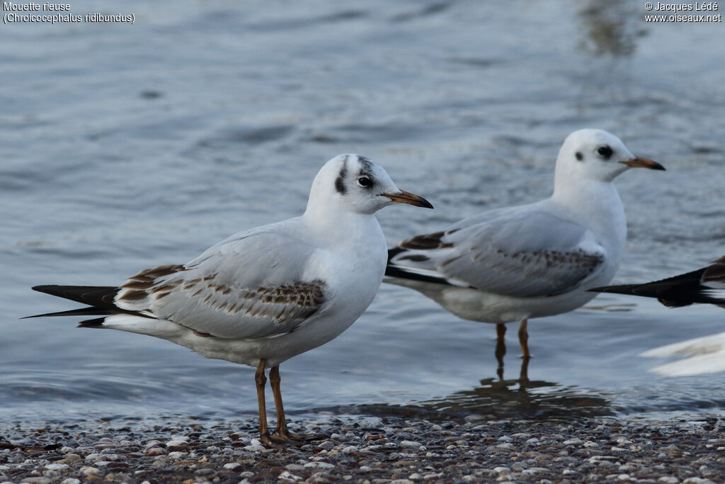 Mouette rieuse