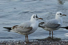 Mouette rieuse