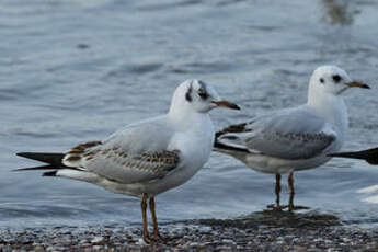 Mouette rieuse