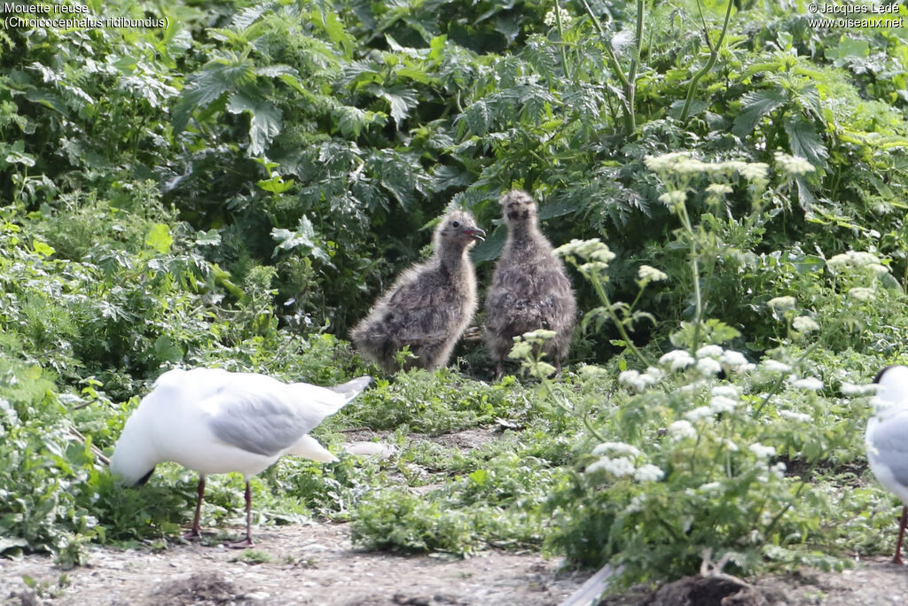 Mouette rieuse