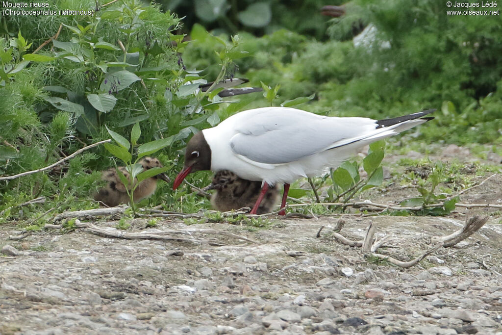 Black-headed Gull