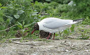 Mouette rieuse