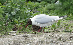 Mouette rieuse