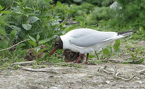 Mouette rieuse