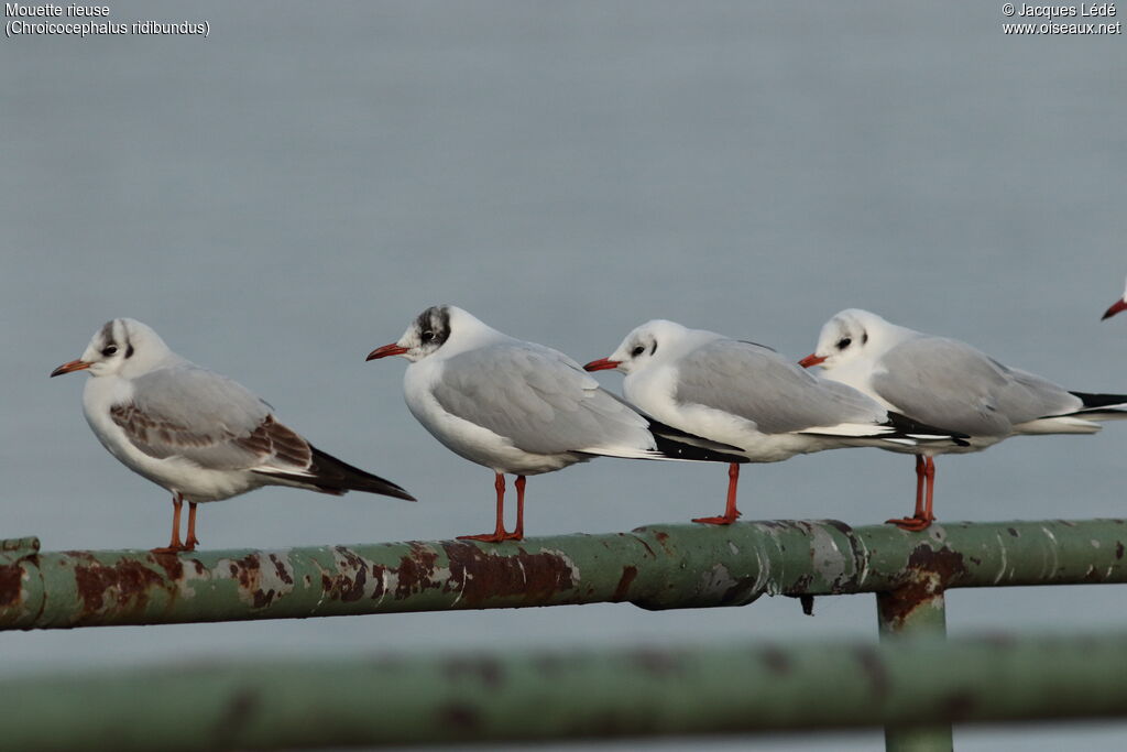 Mouette rieuse