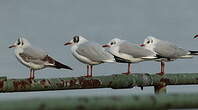 Mouette rieuse