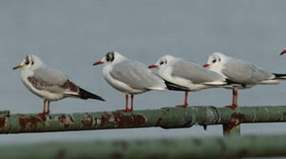 Mouette rieuse