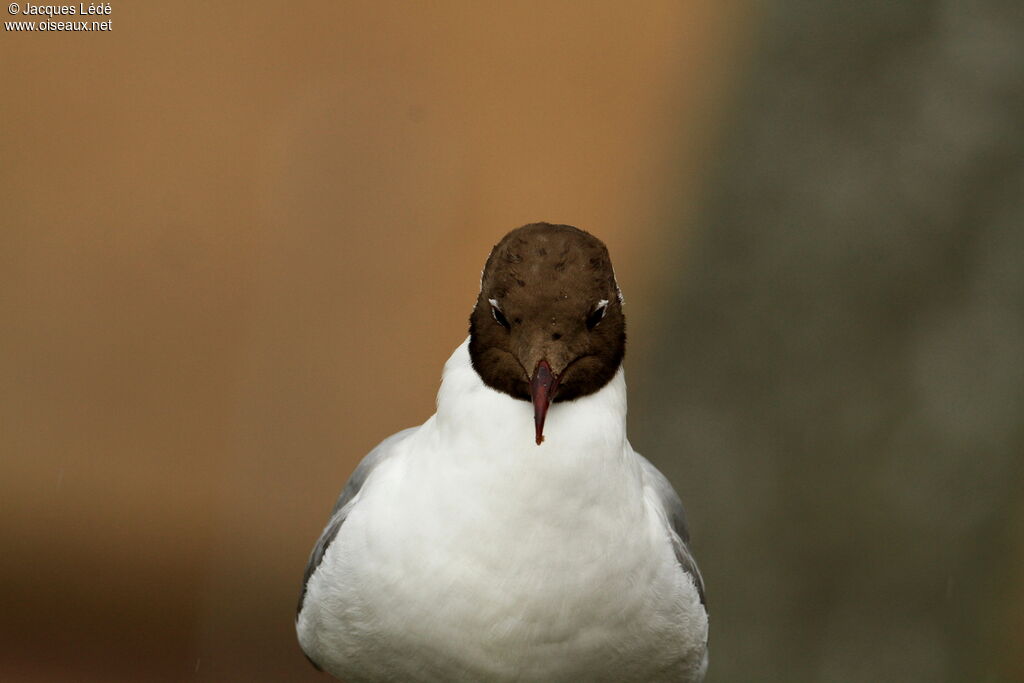 Black-headed Gull