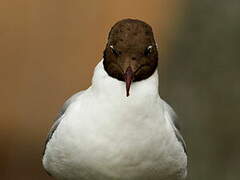 Black-headed Gull