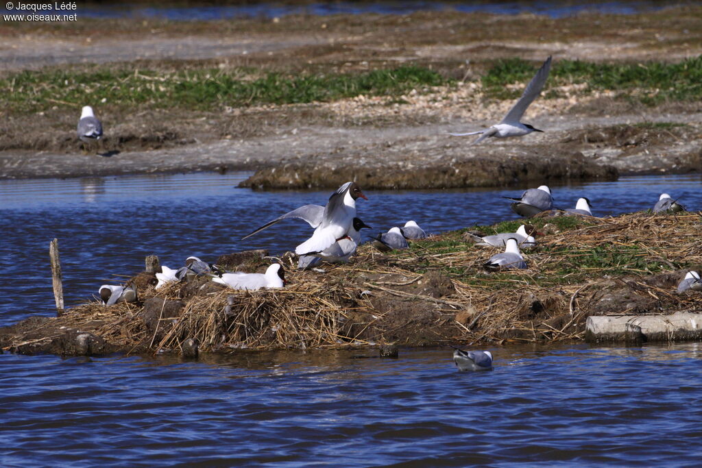 Mouette rieuse