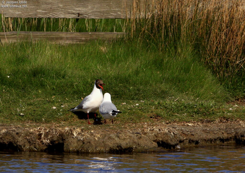 Black-headed Gull