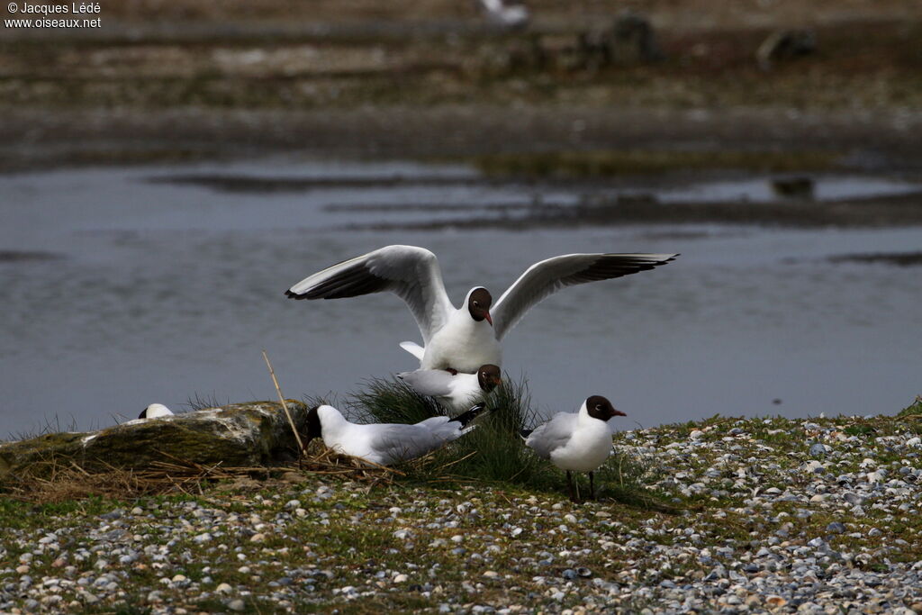 Mouette rieuse