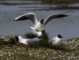 Mouette rieuse