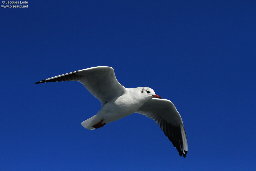 Mouette rieuse